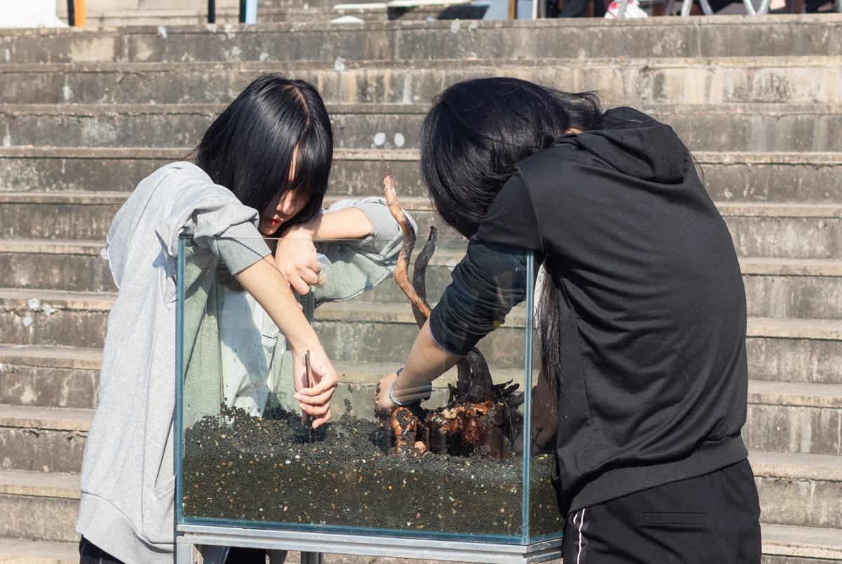 yl6809永利官网同学共同协作进行水族造景大赛（学通社记者 吴奕彤 摄）